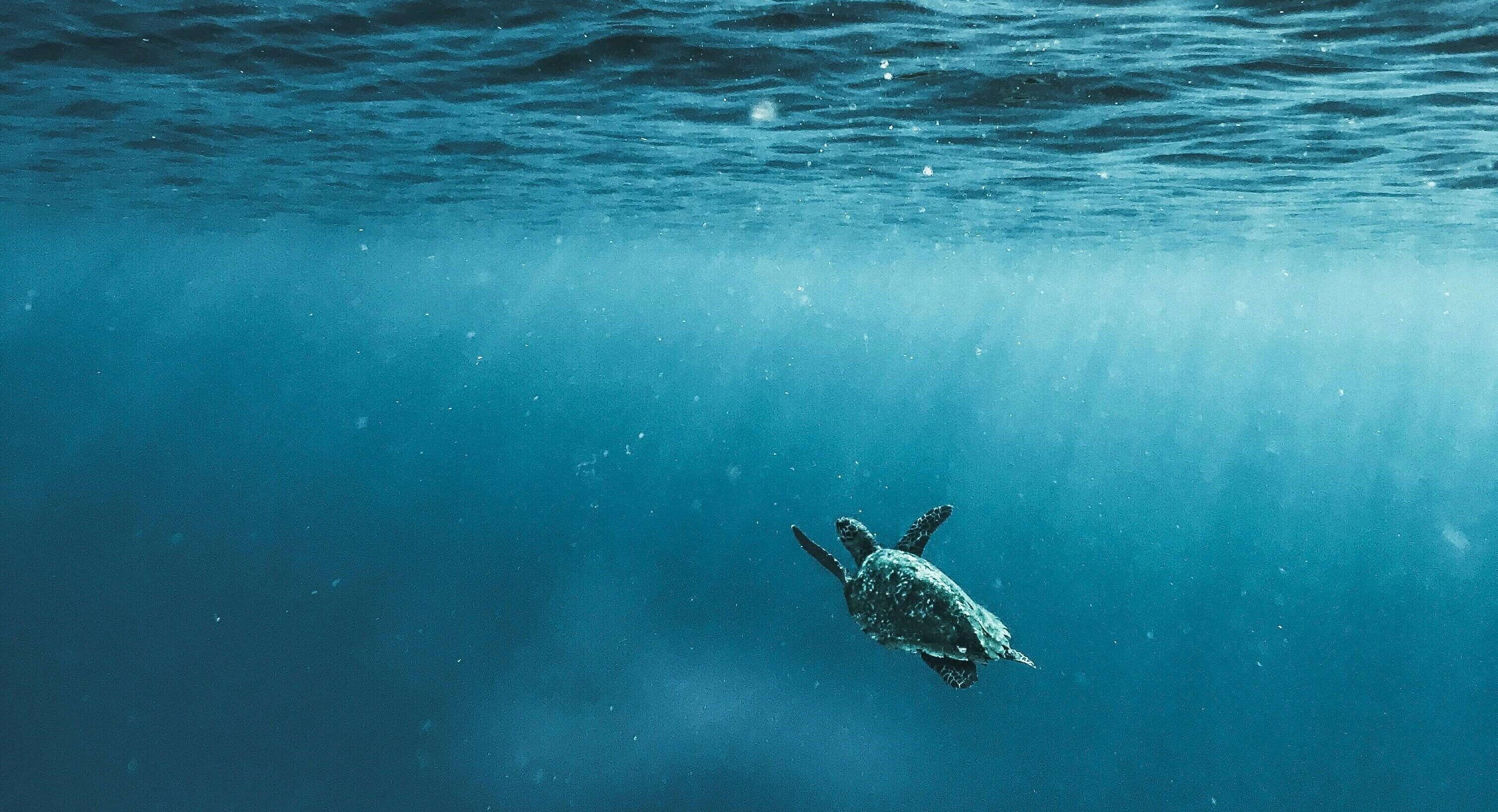 Ocean Conservancy – Fighting Plastic Pollution Ocean